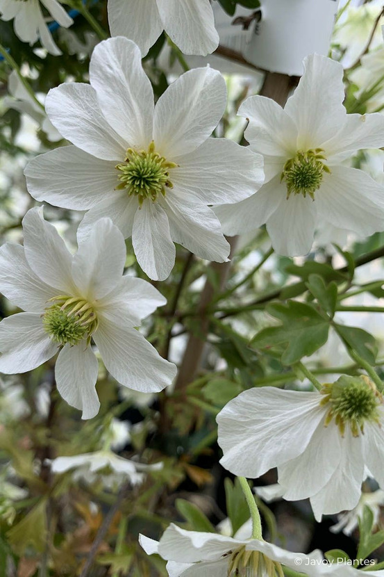 Clématite 'early sensation' - en pot de 3 litres