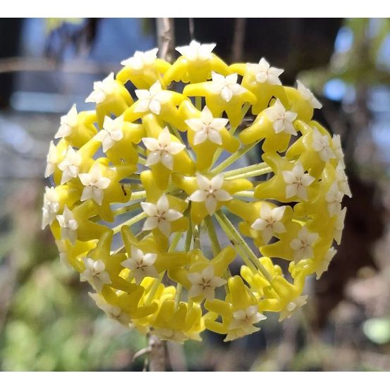 Hoya 'timor' - pot de 10cm - plantes d'intérieur