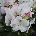 Rhododendron x 'garten direktor rieger':conteneur 4l
