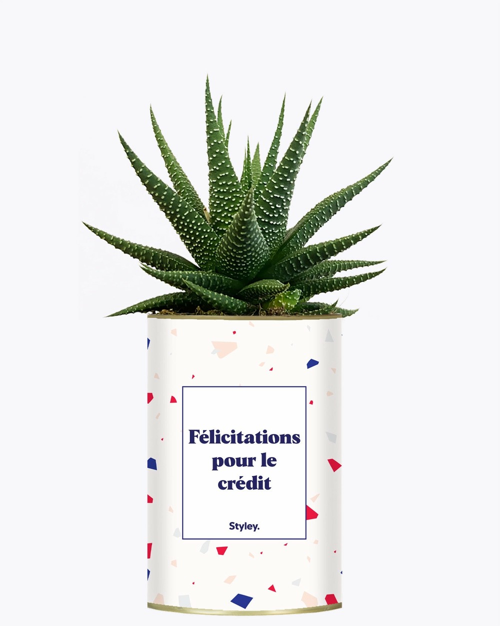 Plante personnalisée - félicitations pour le crédit - cactus