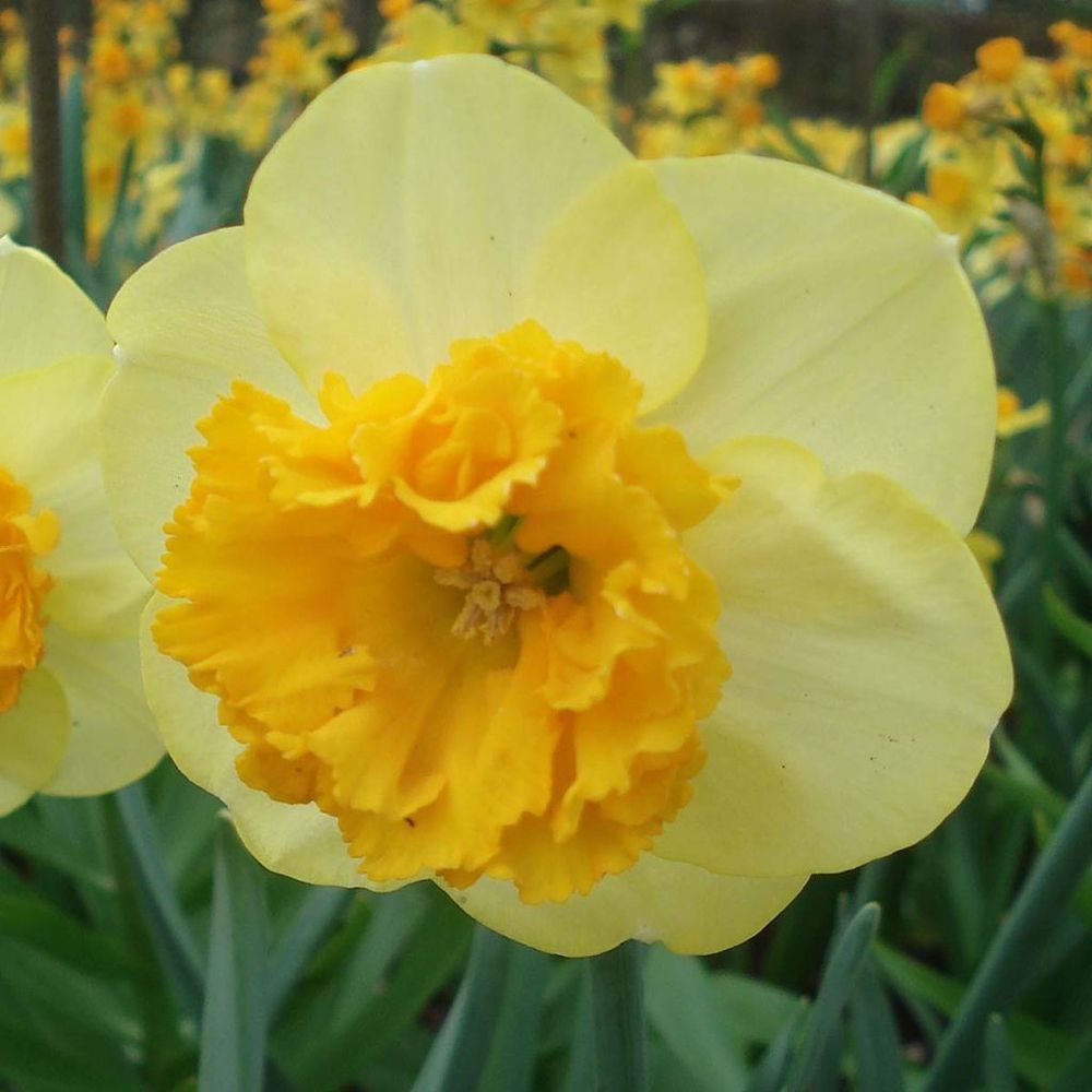 Narcisse 'modern art' bulbe calibre 12+ (par 5)