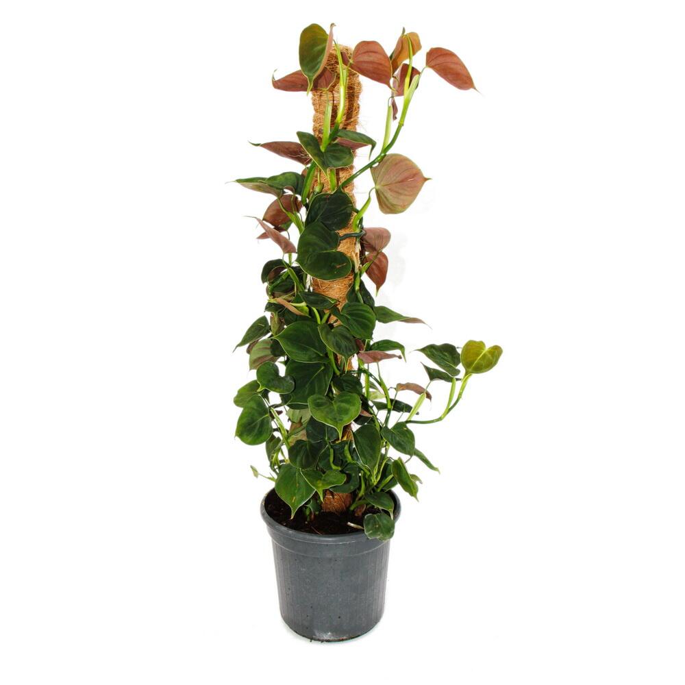 Plante grimpante insolite sur tige de mousse - philodendron lupinum - ami des arbres - hauteur env. 80cm - pot 16cm