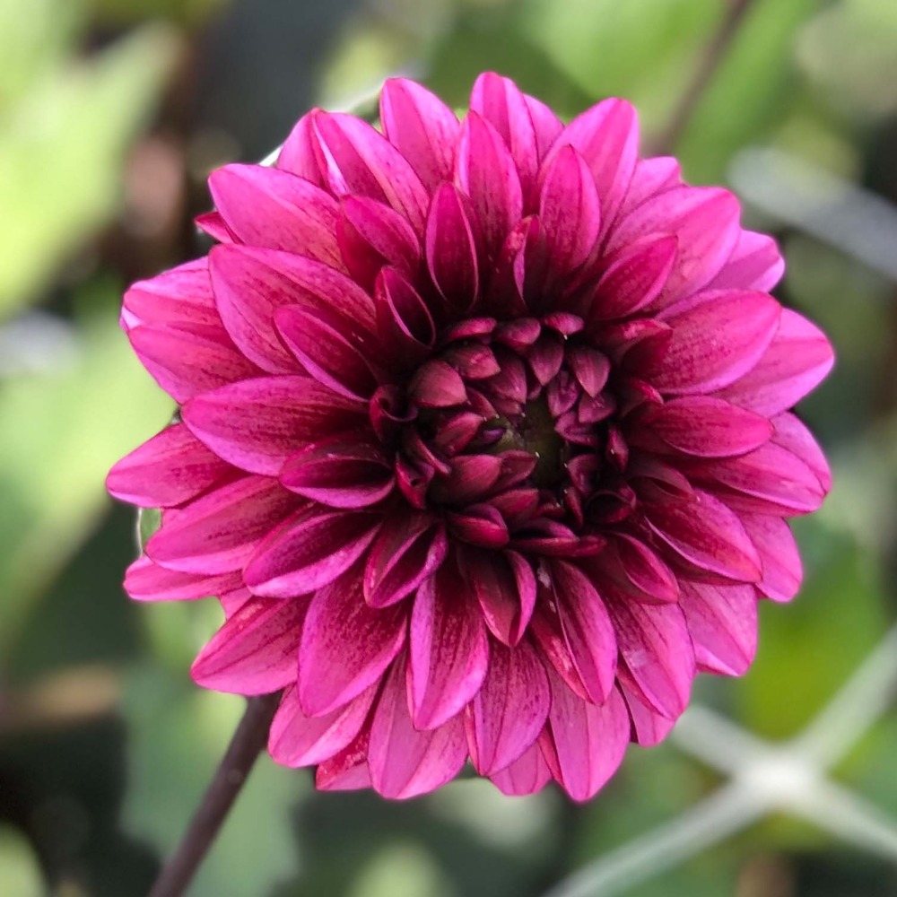 Dahlia décoratif 'seniors hope' bulbe calibre i