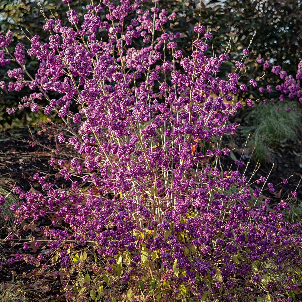 Callicarpa profusion - le pot / 2l / hauteur livrée 30-40cm, vendu par lot de 2