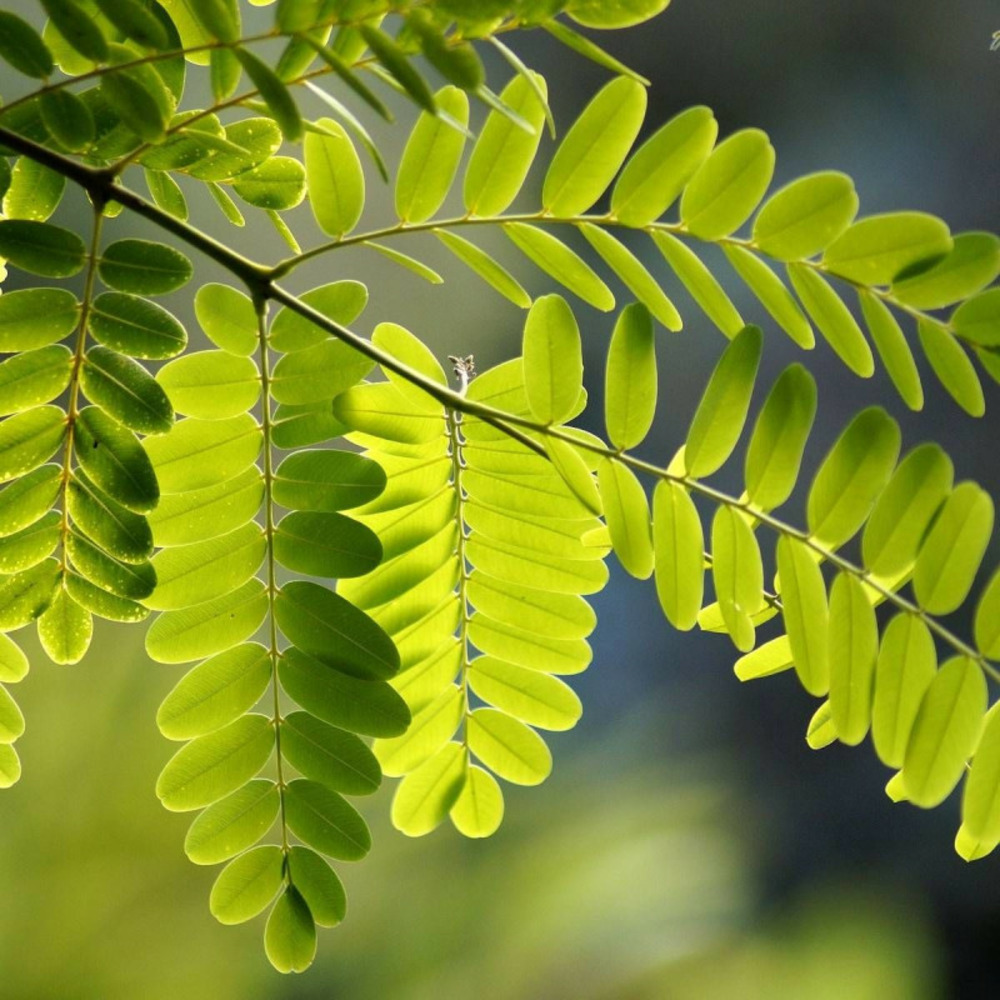 Robinier faux-acacia frisia pot de 15l - tige 10/12 - haut. 150/175 cm