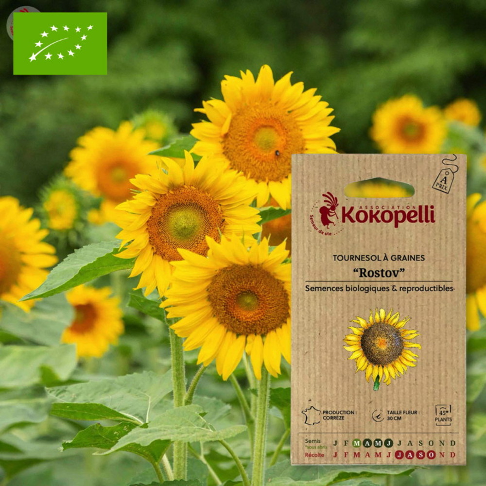 Tournesol à graines rostov- graines bio à semer