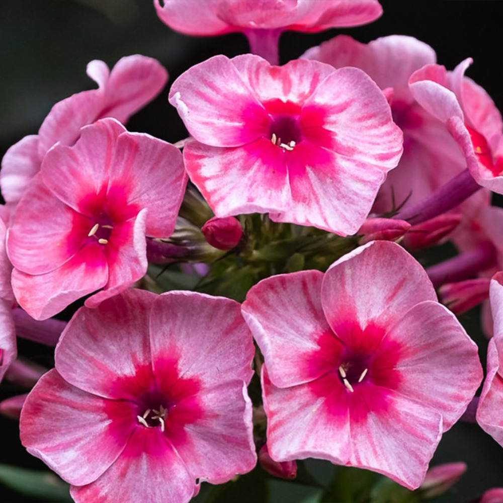 Phlox 'star and stripe' racines nues, qualité premium