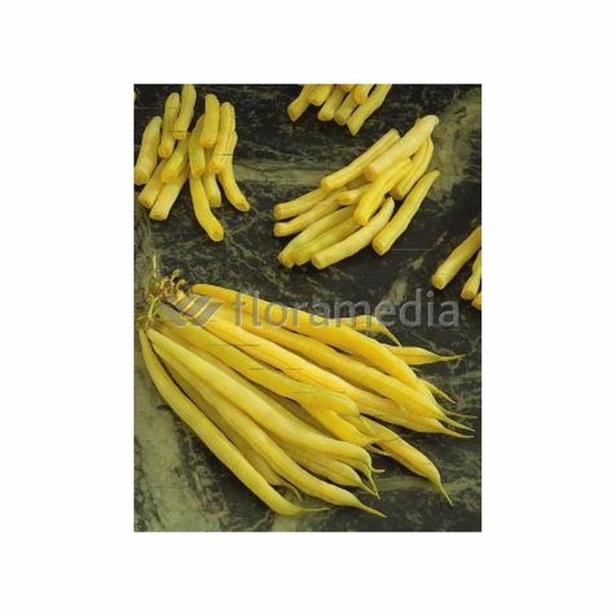 Haricot nain mangetout Beurre Fructidor 70g
