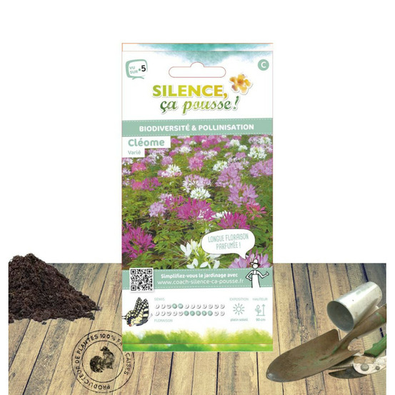 Graines de cléome rose - vilmorin sachet