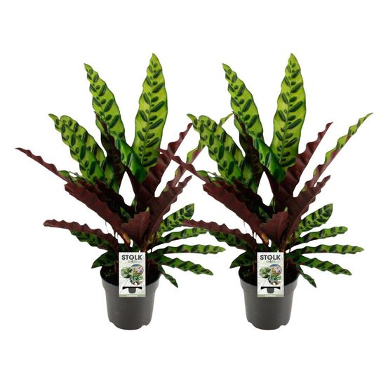 Lot de 2 - calathea lancifolia insignis - h45 cm