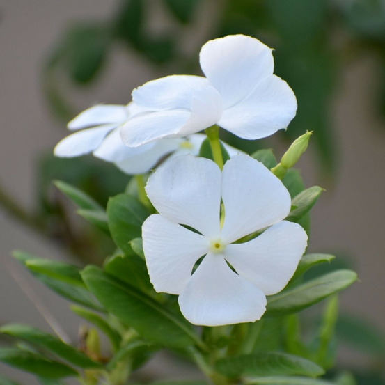 Pervenche blanche pot de 3l - 20/40 cm