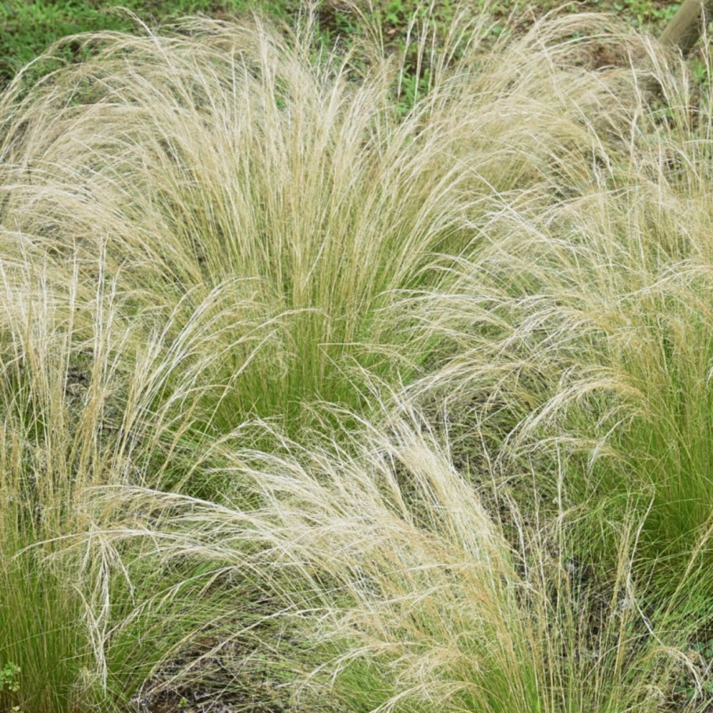 Cheveux d'ange pony tails - stipa tenuifolia - 20 cm godet de 8 cm - vert