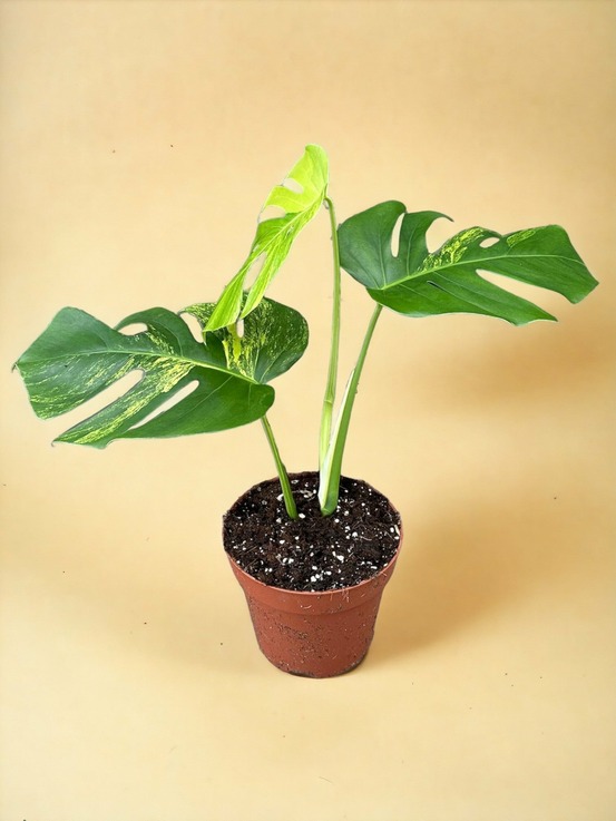 Monstera deliciosa aurea