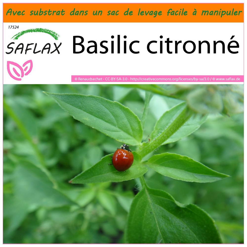 Garden in the bag - basilic citronné - 200 graines - ocimum citriodorum