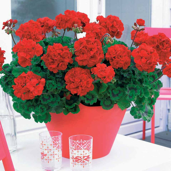 Collection de 6 géraniums : rouges, blancs, abricot - les 6 pots / ø 10.5cm