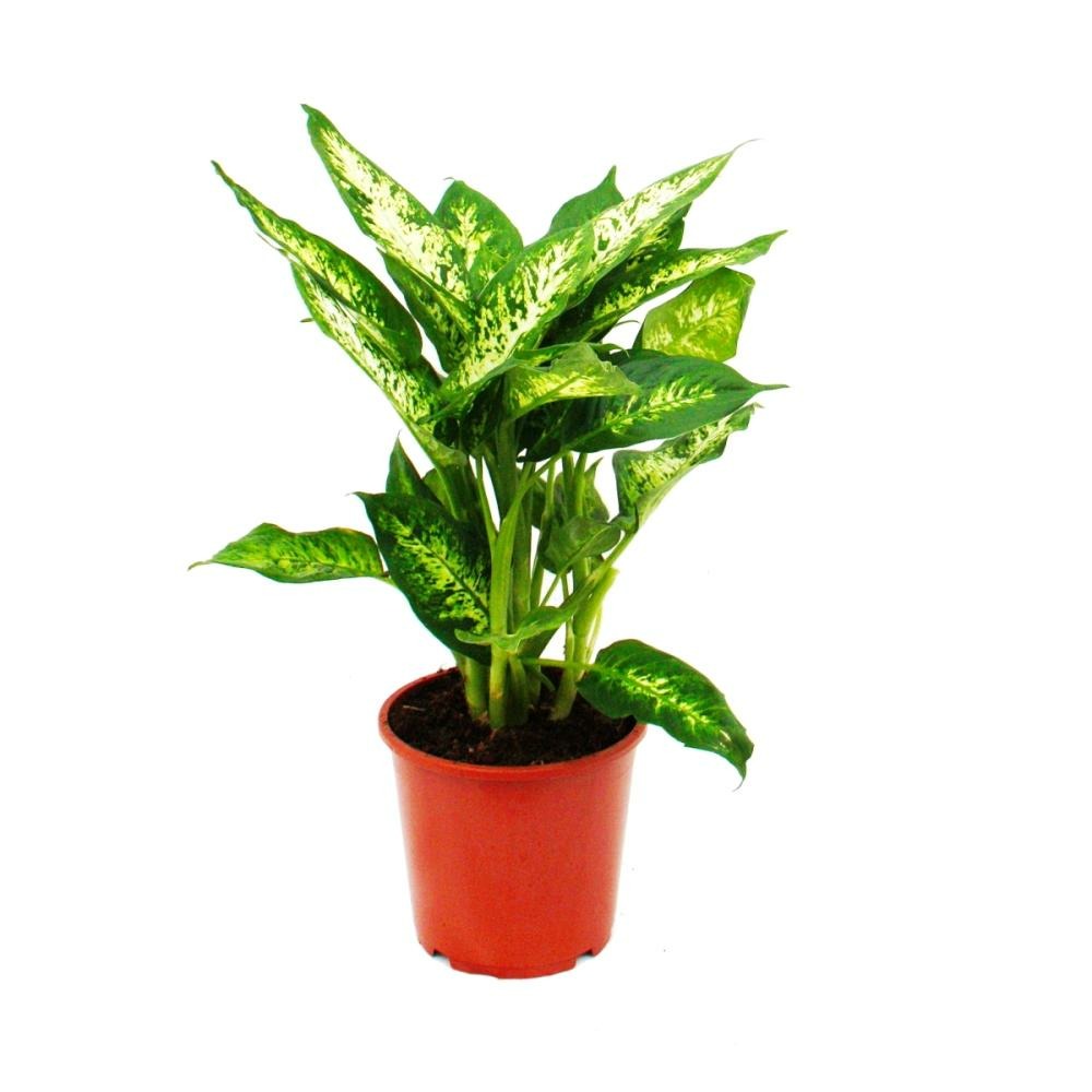 Dieffenbachia 
