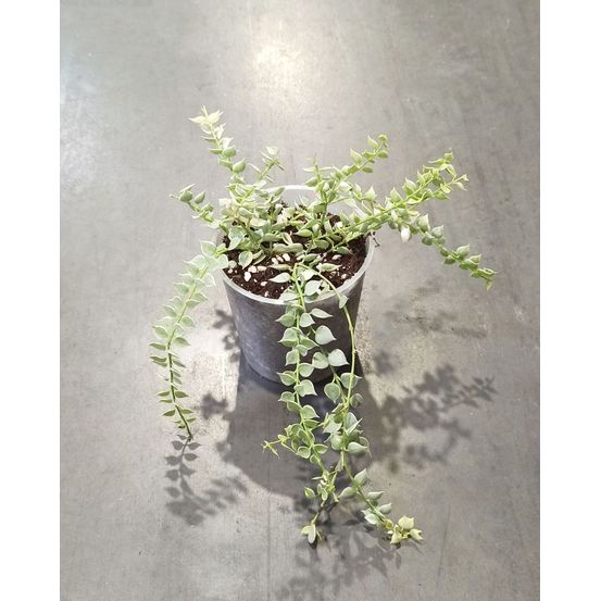 Dischidia ruscifolia variegata - million hearts medium d. 9cm h. 10cm - plante d'intérieur