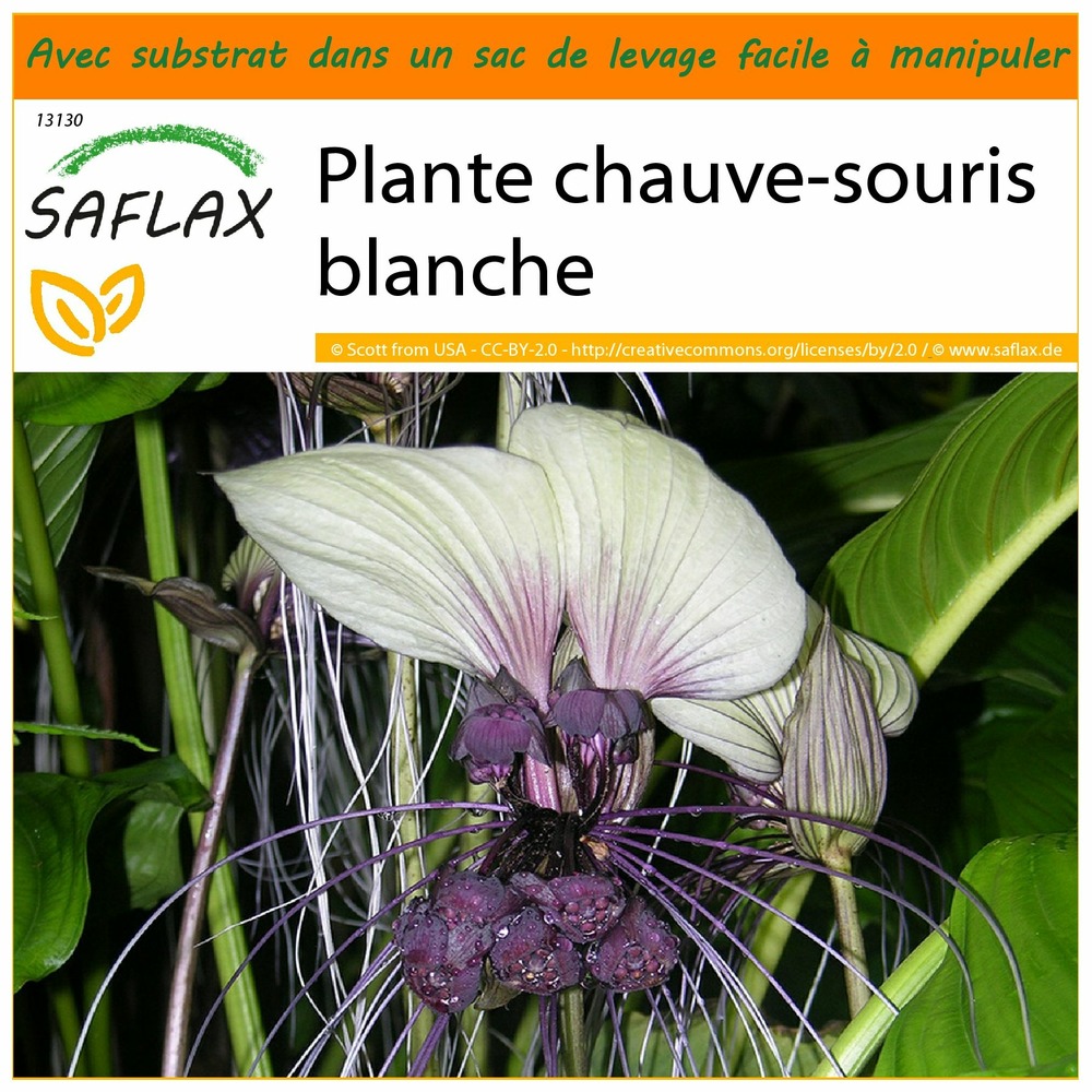 Garden in the bag - plante chauve-souris blanche - 10 graines - tacca integrifolia