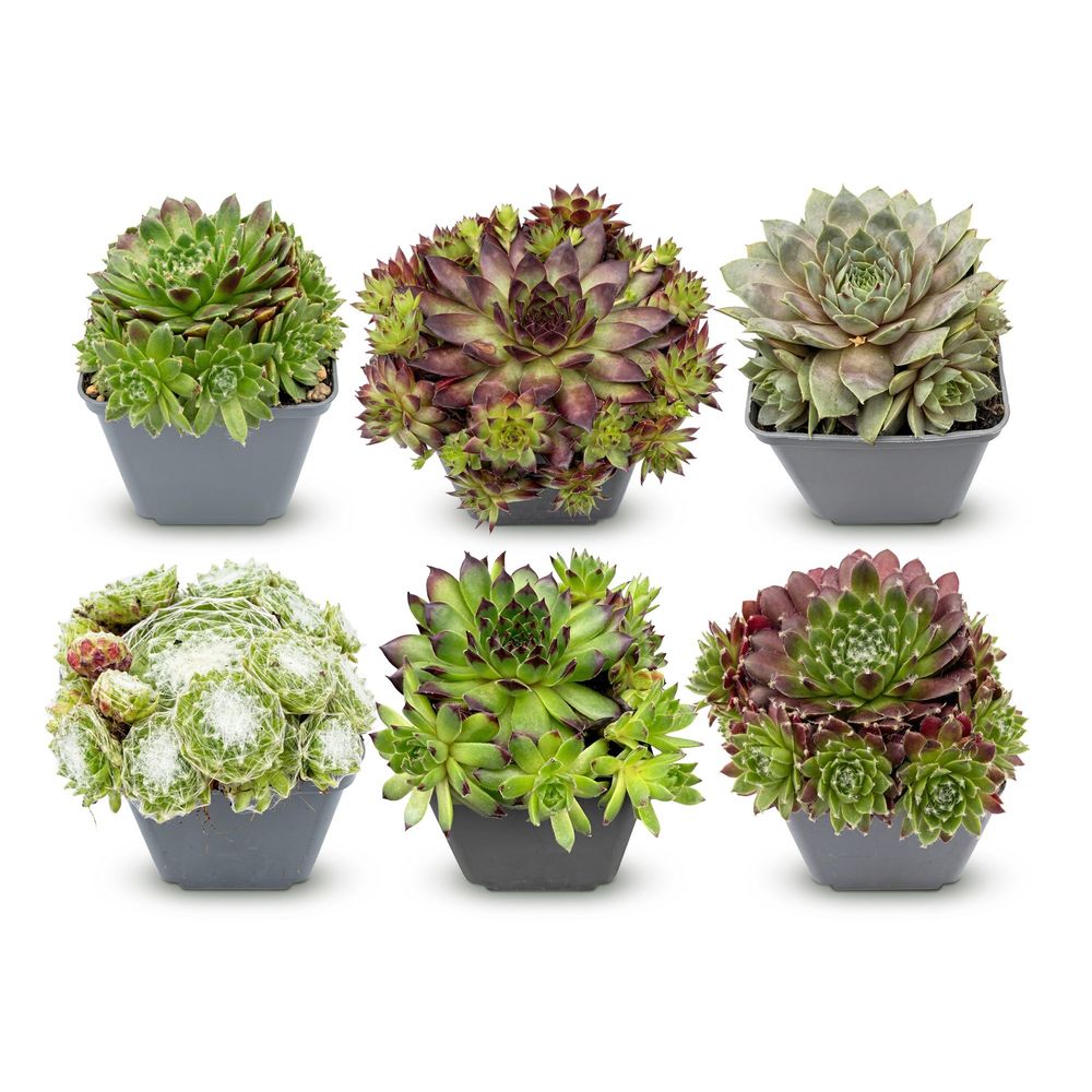 Joubarbe 'big sam' - lot de 6 - pot 7 cm - hauteur 10-12 cm