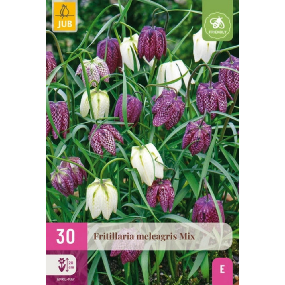 Mix 30 bulbes fritillaria meleagris multicolore