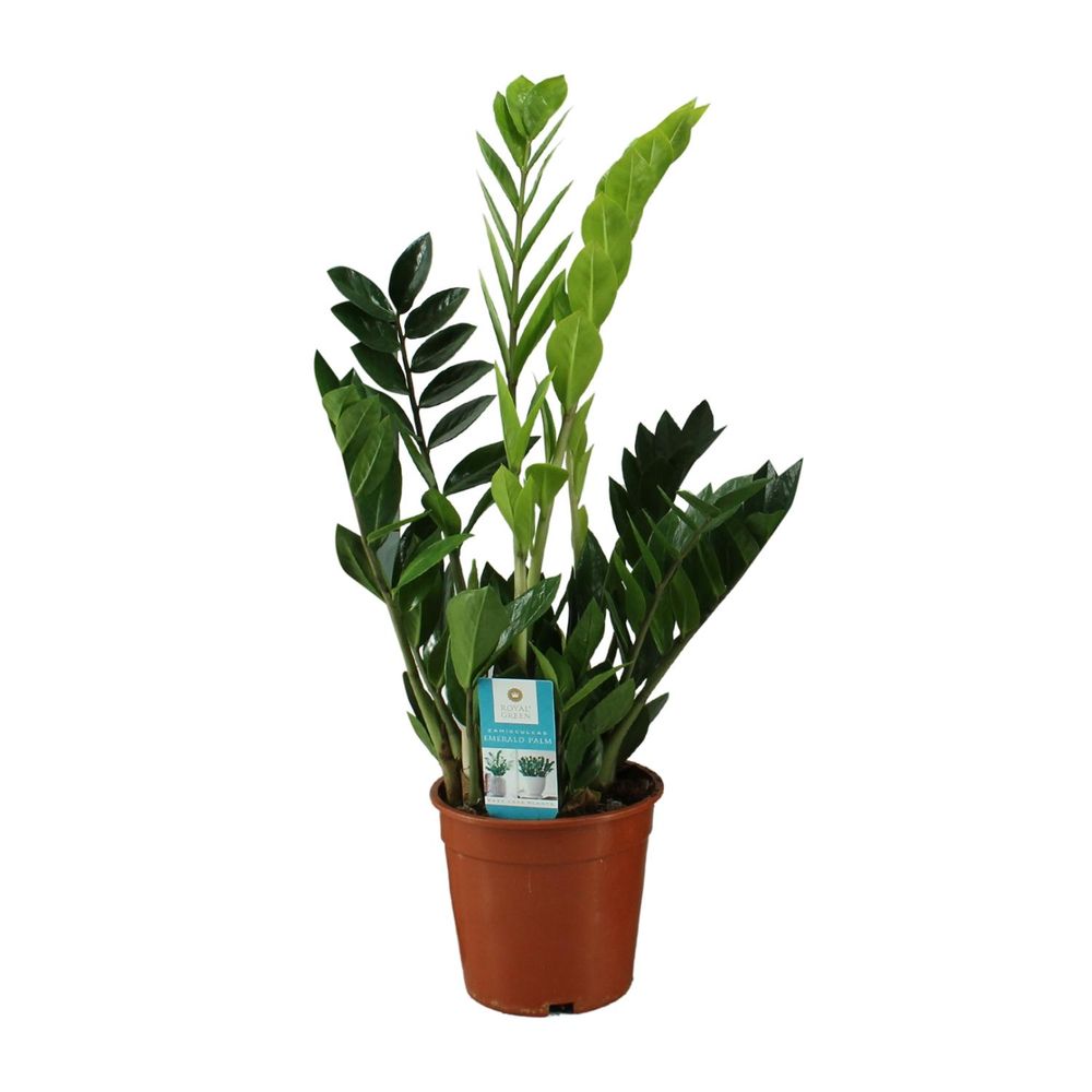 Zamioculcas zamiifolia - ø17cm - ↕65cm - plantes d'intérieur