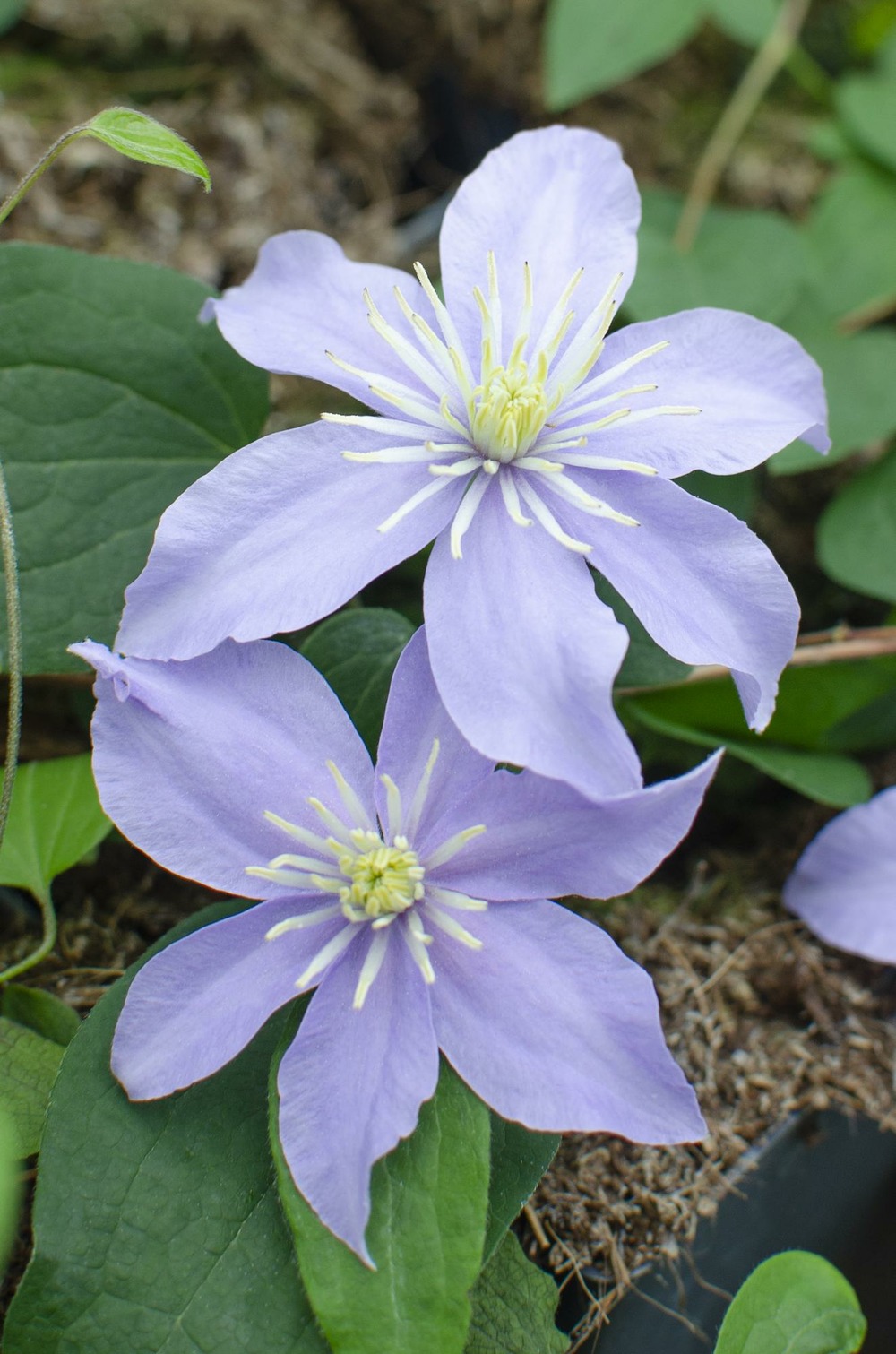 Lot de 3 - clematis justa - h65 cm - ø15 cm