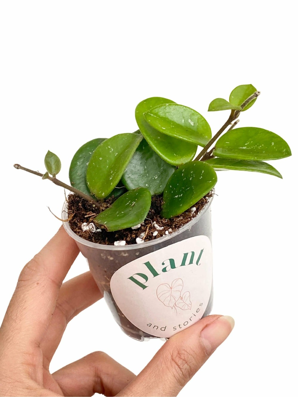 Hoya 'mathilde' - pot de 6cm