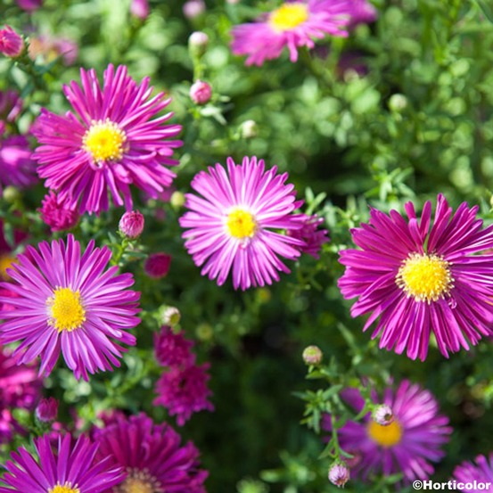 Aster grand d'automne 'winston churchill' godet de 8/9 cm