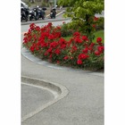 Rosier arbustif buisson rouge 'La Sevillana®' Meigekanu : en motte