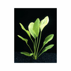Plante aquatique : Echinodorus Grandifolius en pot