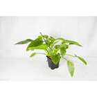 Plante aquatique : Echinodorus Cordifolius XL en pot
