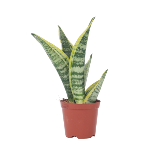 Langue de belle-mère - sanseviera 'futura superba' - hauteur 35-40cm - ⌀12cm