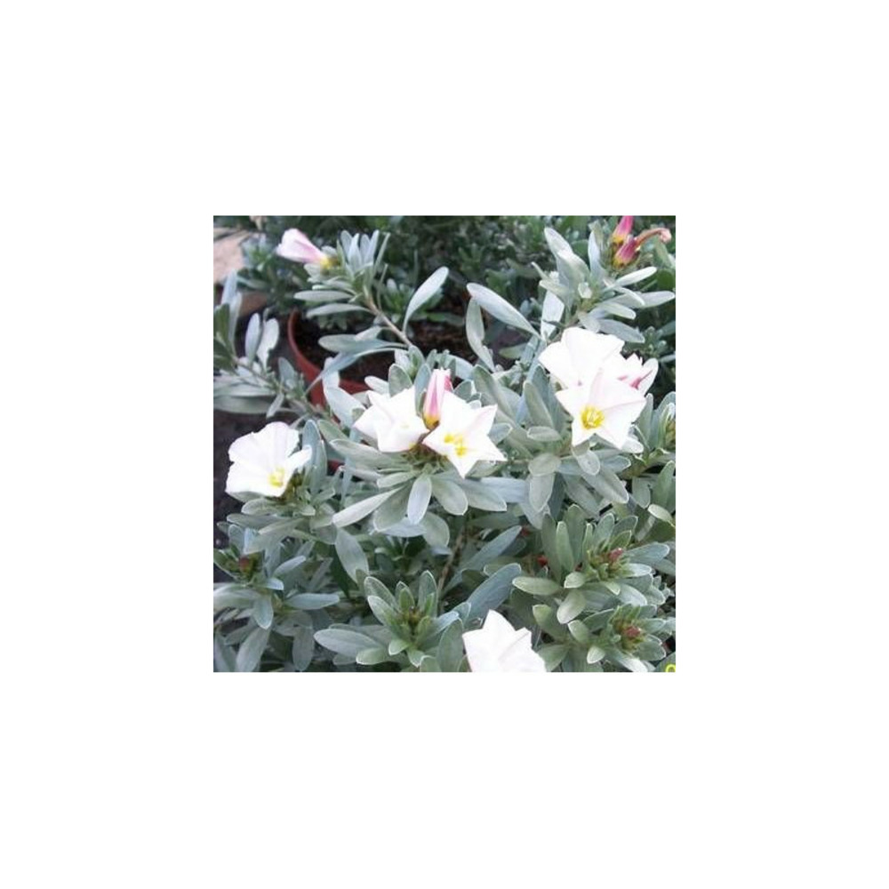 Liseron argenté, convolvulus pot de 3l - 40/60 cm