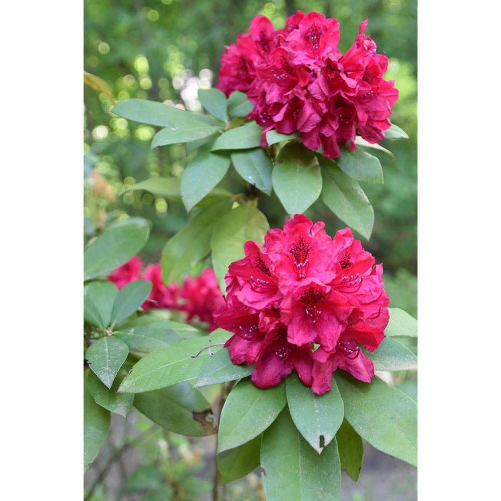 Rhododendron 'moser's maroon' pot de 7,5l/10l