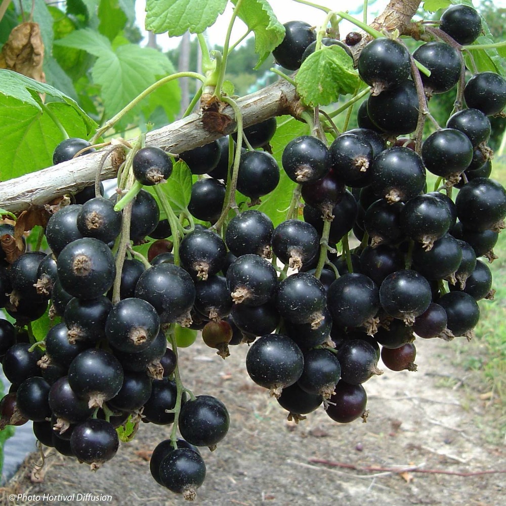 Groseillier 'neva' pot de 2l/3l, buisson