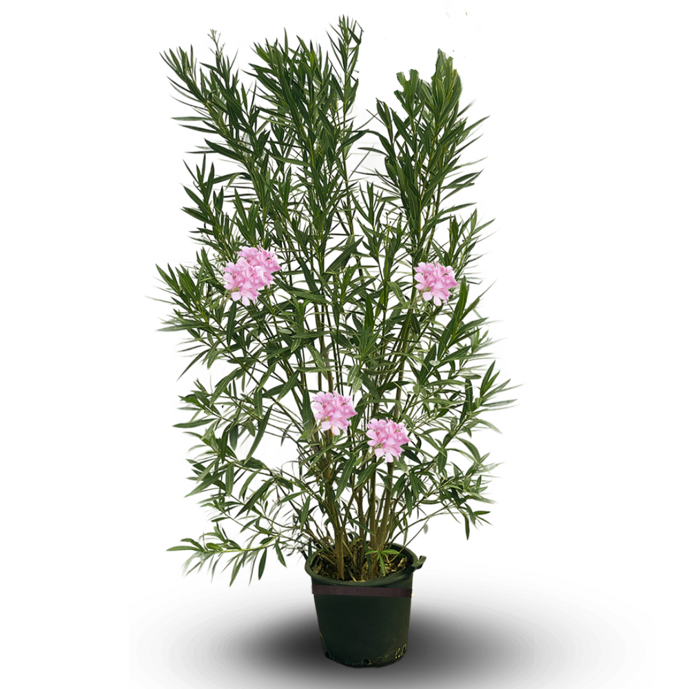 Laurier rose - nerium oleander - ↕ 170-190 cm - ⌀ 30 cm - plante d'extérieur - fleur rose