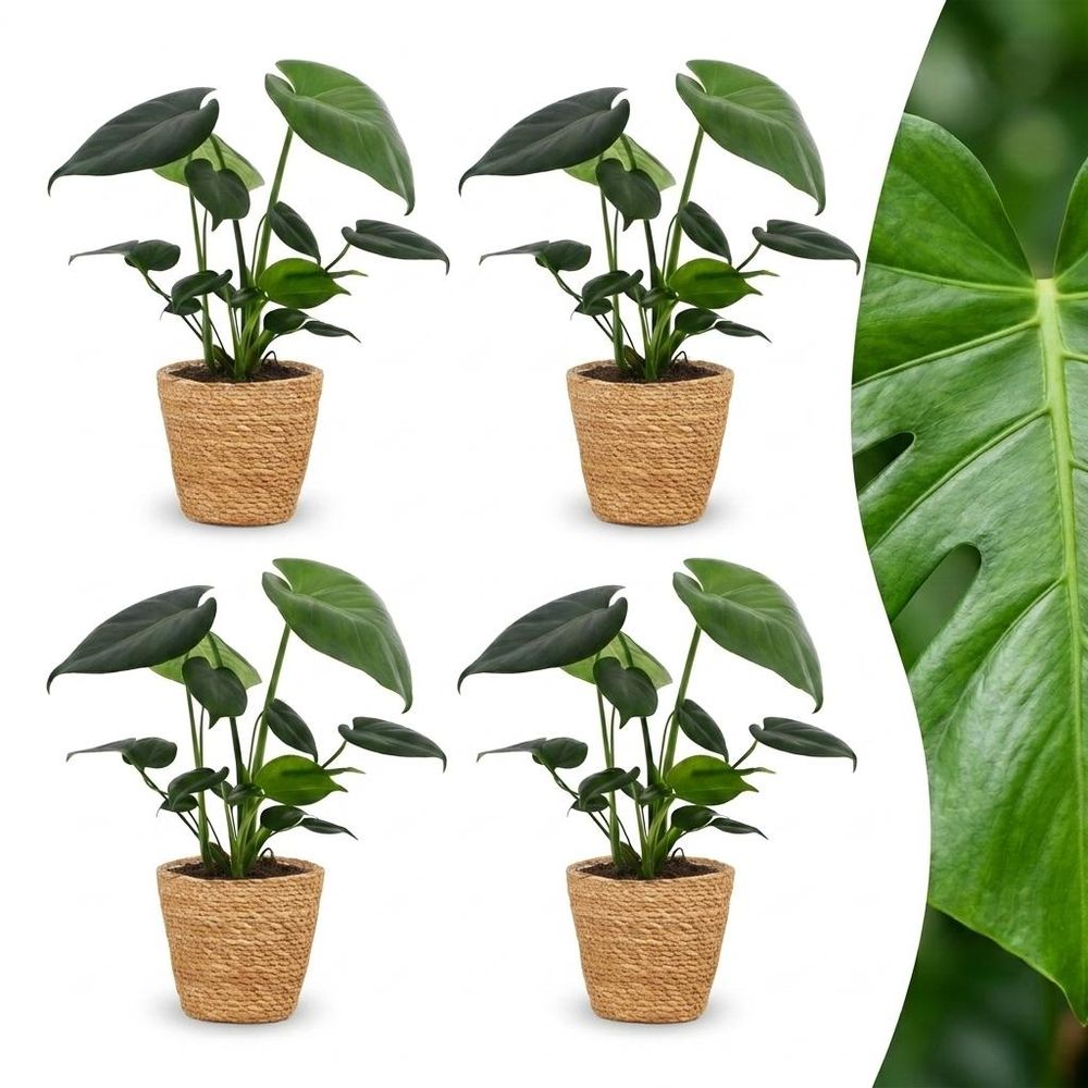Monstera deliciosa - pot de 12cm - plantes d'intérieur