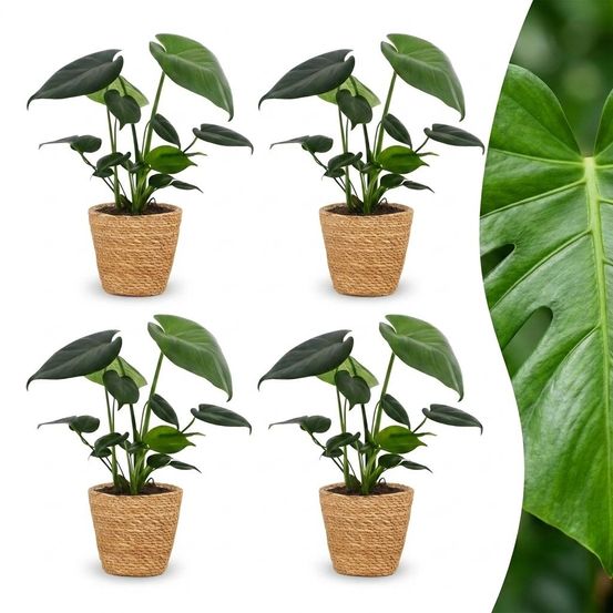 Monstera deliciosa - pot de 12cm - plantes d'intérieur