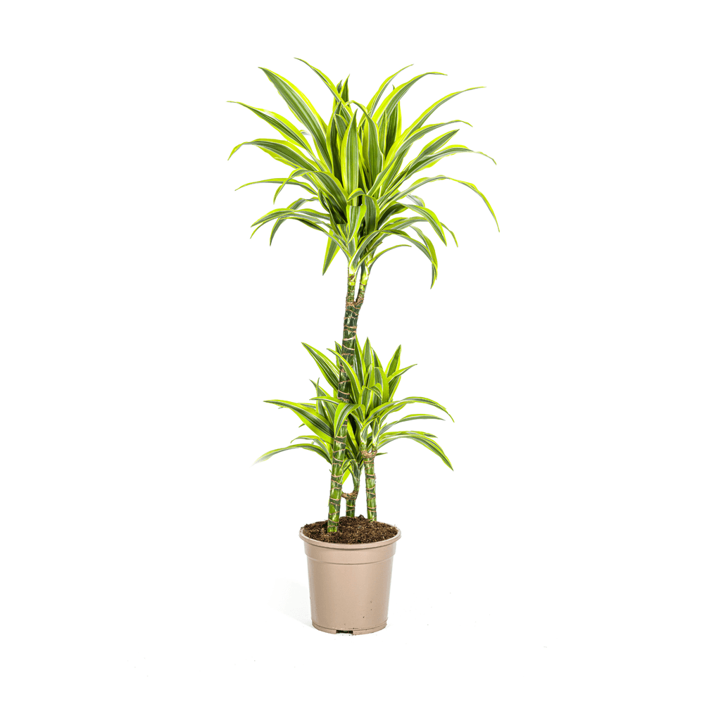 Dracaena deremensis lemon lime ø21cm - ↕90 - 110cm - plantes d'intérieur