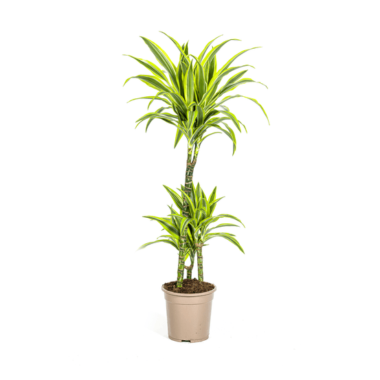 Dracaena deremensis lemon lime ø21cm - ↕90 - 110cm - plantes d'intérieur