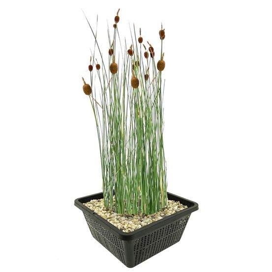 Dwerglisdodde typha minima vijverplant - 4 planten compleetset met mand & klei