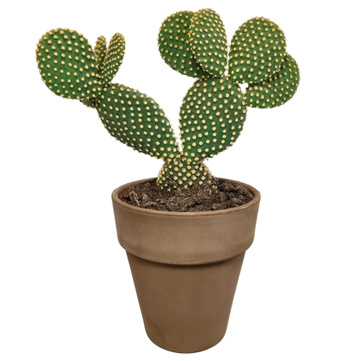 Opuntia 'microdasys' - cactus - plante d'intérieur - pot gris - ⌀17 cm - 30-40 cm