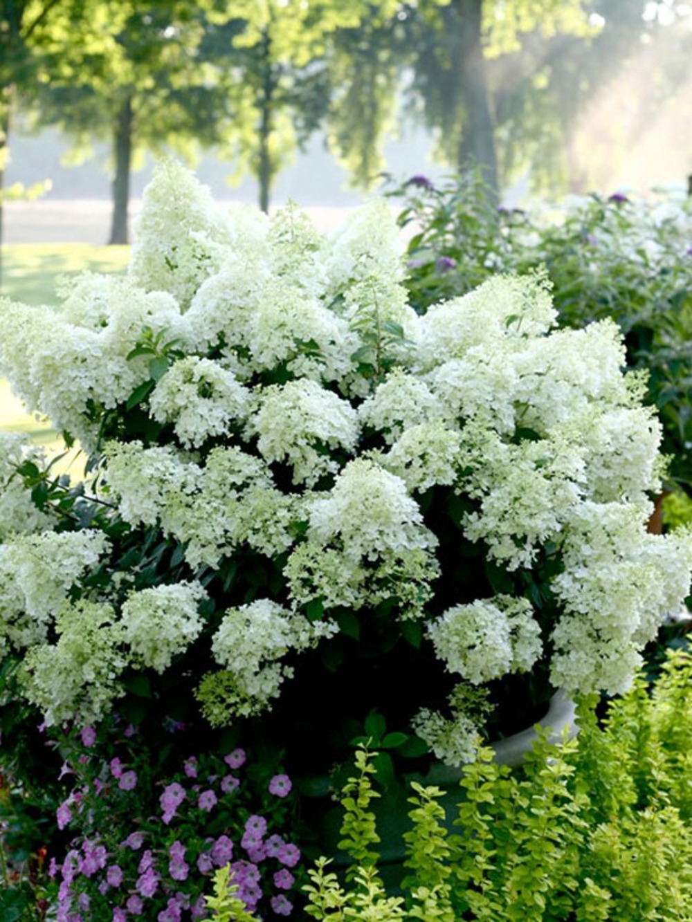 Hortensia paniculé 'bobo' pot de 3l/4l