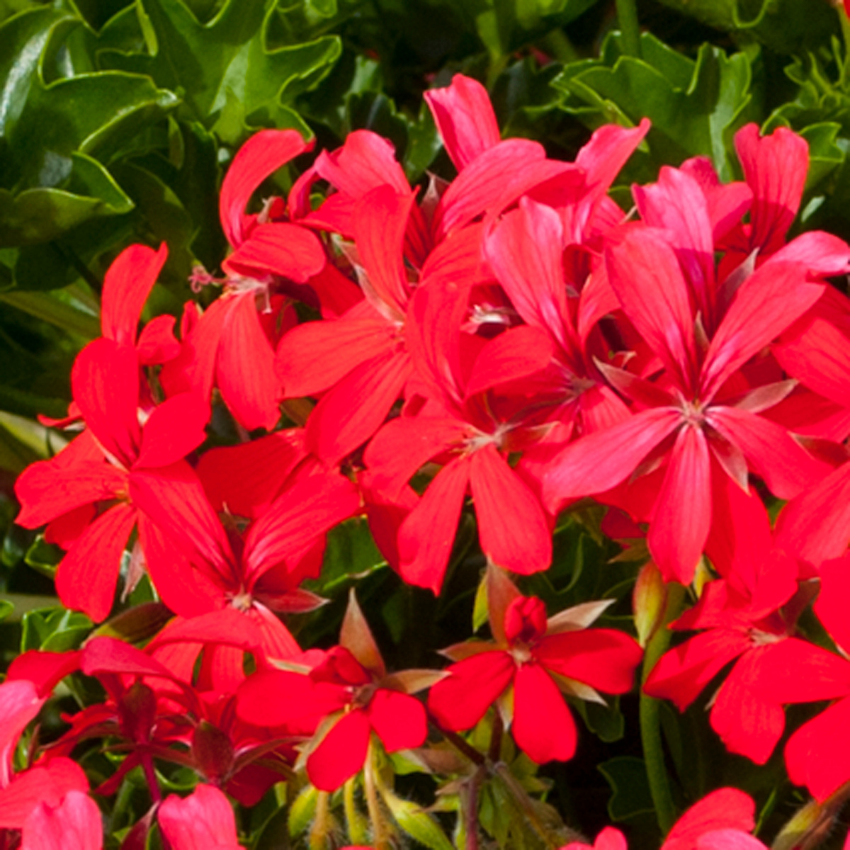 Geranium cascade lierre - rouge 3 godets plante annuelle