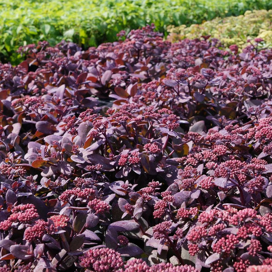 Orpin oriental dancer, sedum lot de 9 godets