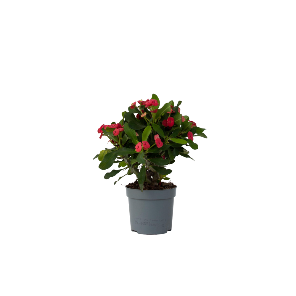 Euphorbe de madagascar - euphorbia 'milii' - hauteur 25-35cm - ⌀13cm