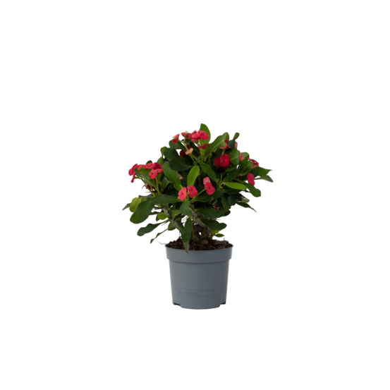 Euphorbe de madagascar - euphorbia 'milii' - hauteur 25-35cm - ⌀13cm