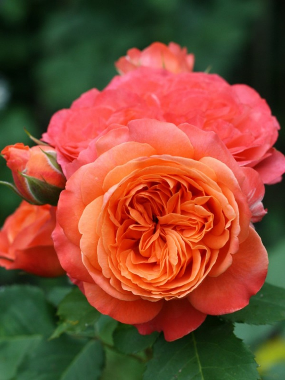 Rosier générosa® 'emilien guillot'® pot de 4l/5l