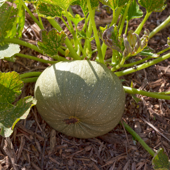 Plant courgette ronde de nice en pot