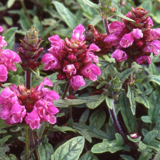 Brunelle à grandes fleurs rubra lot de 9 godets